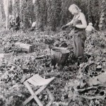 1920-50?: Zemědělství, JZD_7