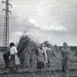 1920-50?: Zemědělství, JZD_5