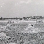 1920-50?: Zemědělství, JZD_4