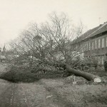 1960-69: ČSA - kácení stromů
