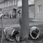1950-59: Likvidace stromů ČSA