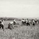 1931 srpen - Obžínky - S2120041