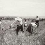 1931 srpen - Obžínky - S2120043