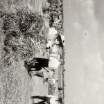 1931 srpen - Obžínky - S2120046