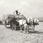 1931 srpen - Obžínky - S2120065