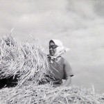 1920-50?: Zemědělství, JZD_2