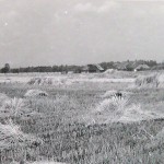 1920-50?: Zemědělství, JZD_4