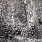 1950?: Park